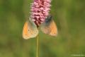 Coenonympha symphita (Kafkasya Zıpzıp Perisi)